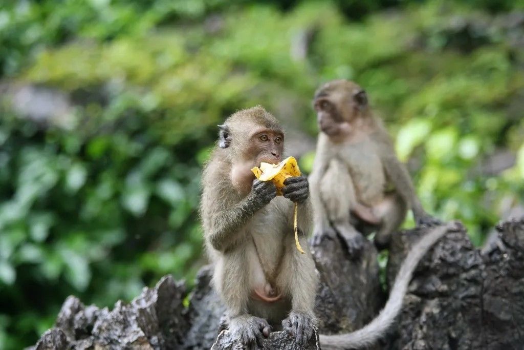 DECOUVRIR LE SUD DE LA THAILANDE EN CIRCUITS ORGANISES AVEC GUIDE FRANCOPHONE